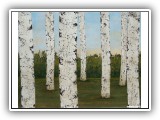 Birch Forest 35 - 32x28