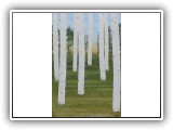 Birch Forest 64 - 36x48
