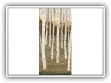 Birch Forest 1 - 24x48